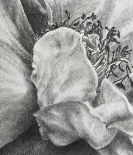 Detail kresby květu